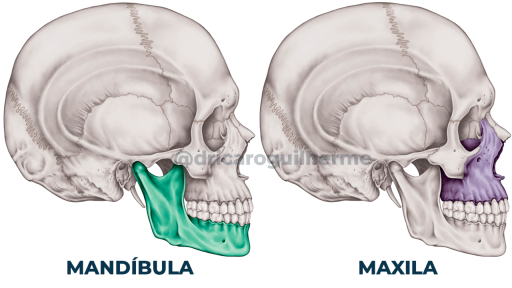 Relações maxila e mandíbula em dentados 