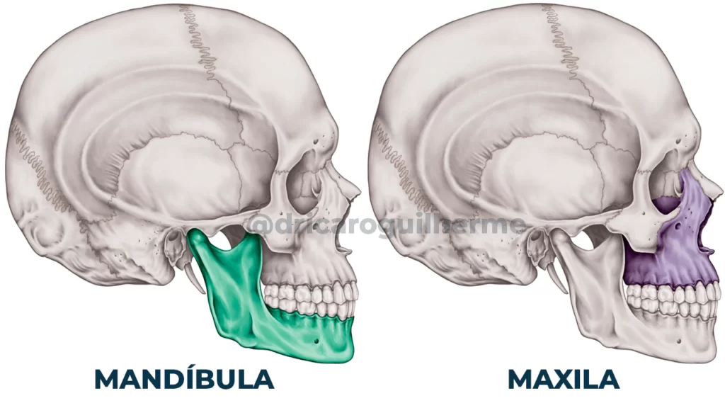 osso da maxila e mandíbula